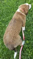 Sophies Fa, a female Bernese Mountain Dog and Great Pyrenees for sale in Urbana, OH – 8 of 10