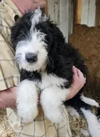 Bernedoodle Fb, a female Bernedoodle for sale in Urbana, OH – 10 of 10