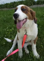 Sophies Fa, a female Bernese Mountain Dog and Great Pyrenees for sale in Urbana, OH – 2 of 10