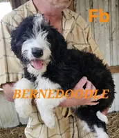 Bernedoodle Fb, a female Bernedoodle for sale in Urbana, OH – 3 of 10