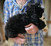 Bernedoo Fe, a female Bernedoodle for sale in Urbana, OH – 4 of 10