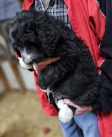 PYREDOODLE Mc, a male Great Pyrenees and Poodle - Standard  for sale in Urbana, OH – 8 of 10