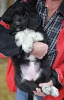 PYREDOODLE Fb, a female Great Pyrenees and Poodle - Standard  for sale in Urbana, OH – 5 of 10