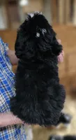Beredoo Ma, a male Bernedoodle for sale in Urbana, OH – 7 of 10