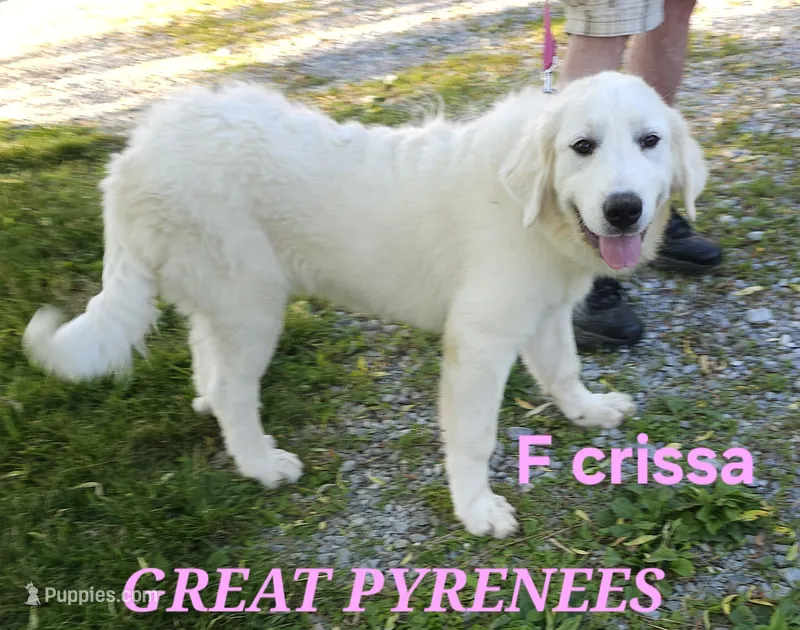 Crissas Female  – Great Pyrenees puppy for sale in Urbana, OH