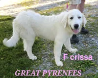 Crissas Female , a female Great Pyrenees for sale in Urbana, OH – 1 of 10
