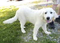 Crissas Female , a female Great Pyrenees for sale in Urbana, OH – 9 of 10