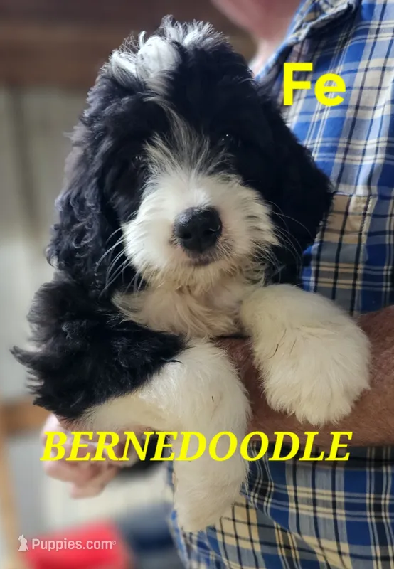 Bernedoo Fe – Bernedoodle puppy for sale in Urbana, OH