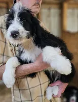 Bernedoodle Fe, a female Bernedoodle for sale in Urbana, OH – 7 of 10