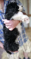 Bernedoo Fe, a female Bernedoodle for sale in Urbana, OH – 9 of 10