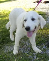 Crissas Female , a female Great Pyrenees for sale in Urbana, OH – 10 of 10