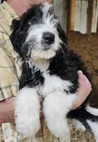 Bernedoodle Fb, a female Bernedoodle for sale in Urbana, OH – 4 of 10