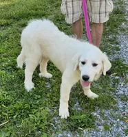 Crissas Female , a female Great Pyrenees for sale in Urbana, OH – 8 of 10