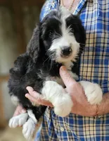 Bernedoo Fc, a female Bernedoodle for sale in Urbana, OH – 9 of 10
