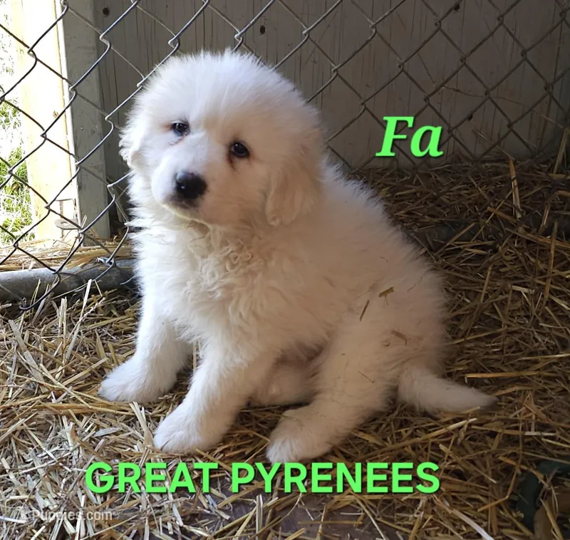 Crissas Fa – Great Pyrenees puppy for sale in Urbana, OH