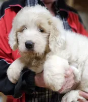 PYREDOODLE Fa, a female Great Pyrenees and Poodle - Standard  for sale in Urbana, OH – 5 of 10