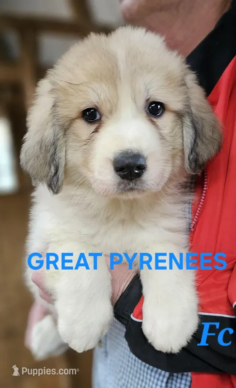 Cardigans Fc – Great Pyrenees puppy for sale in Urbana, OH
