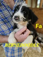 Bernedoo Fa, a female Bernedoodle for sale in Urbana, OH – 2 of 10