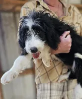 Bernedoodle Fa, a female Bernedoodle for sale in Urbana, OH – 6 of 10