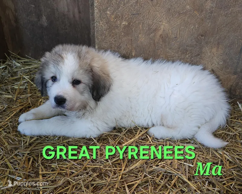 Crissas Ma – Great Pyrenees puppy for sale in Urbana, OH