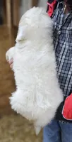 PYREDOODLE Fa, a female Great Pyrenees and Poodle - Standard  for sale in Urbana, OH – 7 of 10