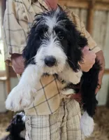 Bernedoodle Fa, a female Bernedoodle for sale in Urbana, OH – 10 of 10