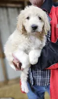 PYREDOODLE Ma, a male Great Pyrenees and Poodle - Standard  for sale in Urbana, OH – 9 of 10