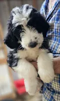 Bernedoo Ff, a female Bernedoodle for sale in Urbana, OH – 7 of 10