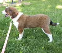 Sophies Fa, a female Bernese Mountain Dog and Great Pyrenees for sale in Urbana, OH – 3 of 10
