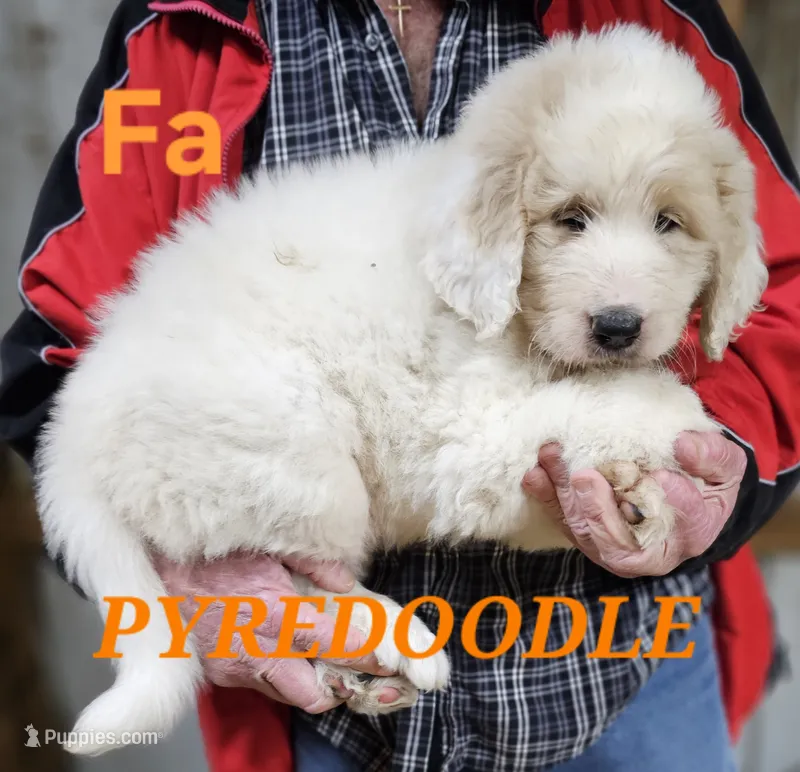 PYREDOODLE Fa – Great Pyrenees, Poodle - Standard  puppy for sale in Urbana, OH