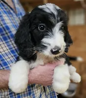 Bernedoo Fb, a female Bernedoodle for sale in Urbana, OH – 3 of 10