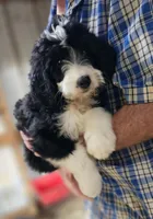 Bernedoo Fe, a female Bernedoodle for sale in Urbana, OH – 10 of 10