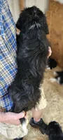 Bernedoo Fd, a female Bernedoodle for sale in Urbana, OH – 6 of 10