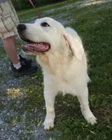 Crissas Female , a female Great Pyrenees for sale in Urbana, OH – 3 of 10