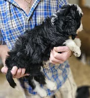 Bernedoo Ff, a female Bernedoodle for sale in Urbana, OH – 6 of 10