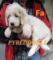 PYREDOODLE Fa, a female Great Pyrenees and Poodle - Standard  for sale in Urbana, OH – 3 of 10