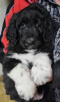 PYREDOODLE Fb, a female Great Pyrenees and Poodle - Standard  for sale in Urbana, OH – 9 of 10