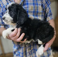 Bernedoo Fg, a female Bernedoodle for sale in Urbana, OH – 7 of 10