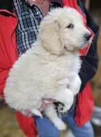 PYREDOODLE Ma, a male Great Pyrenees and Poodle - Standard  for sale in Urbana, OH – 4 of 10
