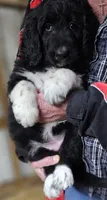PYREDOODLE Fb, a female Great Pyrenees and Poodle - Standard  for sale in Urbana, OH – 8 of 10