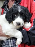 PYREDOODLE Fc, a female Great Pyrenees and Poodle - Standard  for sale in Urbana, OH – 7 of 10