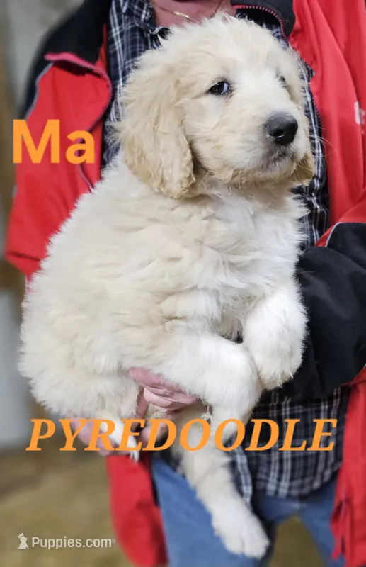 PYREDOODLE Ma – Great Pyrenees, Poodle - Standard  puppy for sale in Urbana, OH
