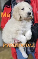 PYREDOODLE Ma, a male Great Pyrenees and Poodle - Standard  for sale in Urbana, OH – 1 of 10