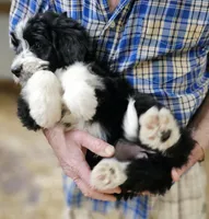 Bernedoo Fg, a female Bernedoodle for sale in Urbana, OH – 9 of 10