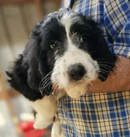 Bernedoo Fd, a female Bernedoodle for sale in Urbana, OH – 10 of 10