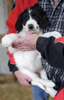 PYREDOODLE Fc, a female Great Pyrenees and Poodle - Standard  for sale in Urbana, OH – 10 of 10