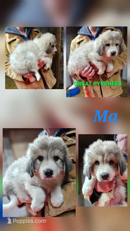 Cardigans Ma – Great Pyrenees puppy for sale in Urbana, OH
