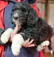 PYREDOODLE Mb, a male Pyredoodle for sale in Urbana, OH – Photo 8 of 10