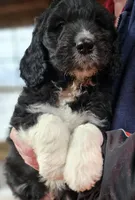 PYREDOODLE Mb, a male Pyredoodle for sale in Urbana, OH – Photo 6 of 10