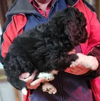 PYREDOODLE Mb, a male Pyredoodle for sale in Urbana, OH – Photo 7 of 10